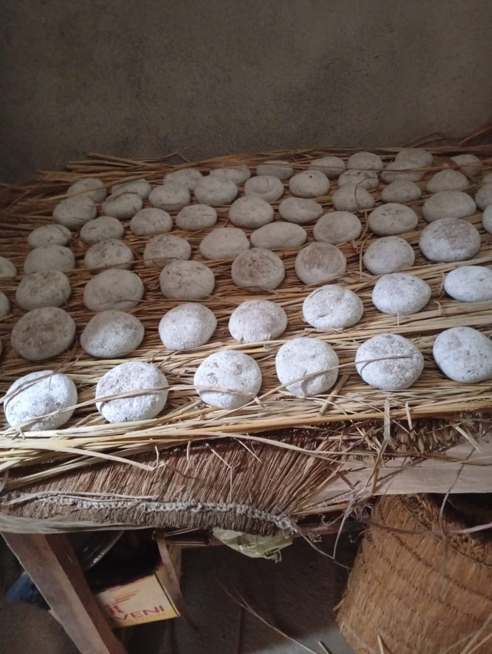 Trational skill of Indigenous People (Marcha)